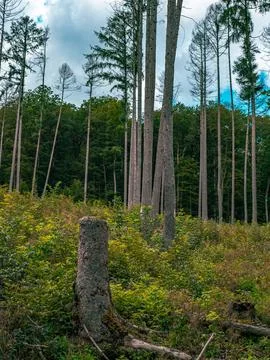 A tree stump in the foreground with dead trees in the background Stock-Fotos