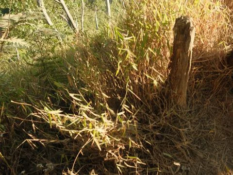 A tree stump is in the foreground of a field of tall grass Stock Photos