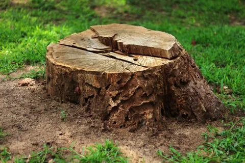 Tree stump in the forest 01 Stock Photos