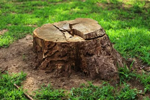 Tree stump in the forest 02 Stock Photos