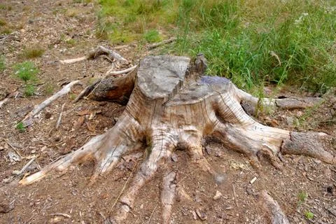Tree stump in a forest clearing, tree felling Foto stock