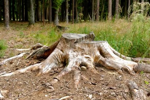 Tree stump in a forest clearing, tree felling Stock Photos