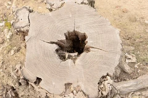 Tree stump in the forest close-up, pattern on a felled stump close up Foto stock