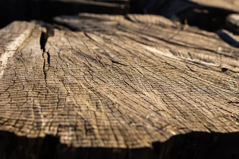 Tree stump in the forest close up Stock Photos