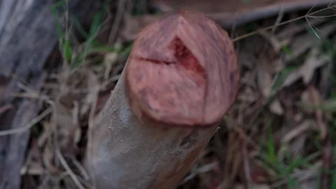 Tree stump in the forest Vidéo 94882192