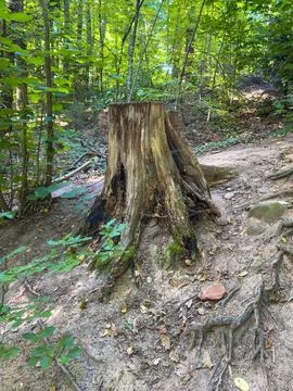 Tree stump on forest path Stock Photos