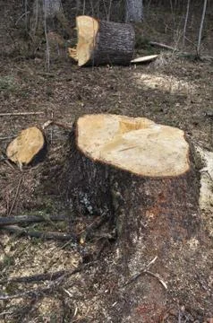 Tree stump in forest Foto stock