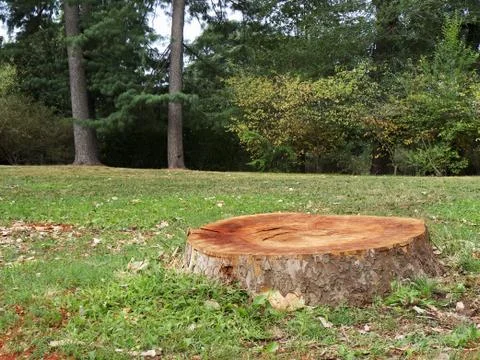 Tree stump in the forest Foto stock