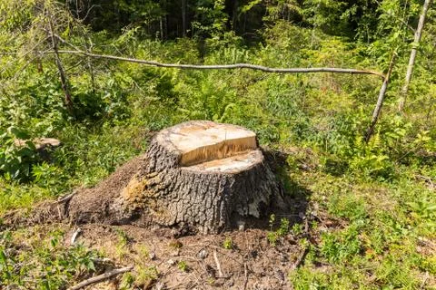 Tree stump in the forest Stock Photos