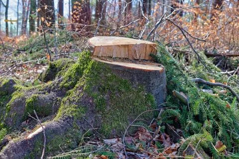 Tree stump in a forest Stock Photos