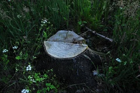 A tree stump in the forest Stock Photos