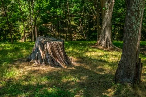 Tree stump in the forest Foto stock