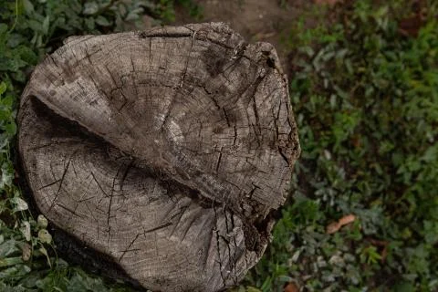 Tree stump in the forest Stock Photos