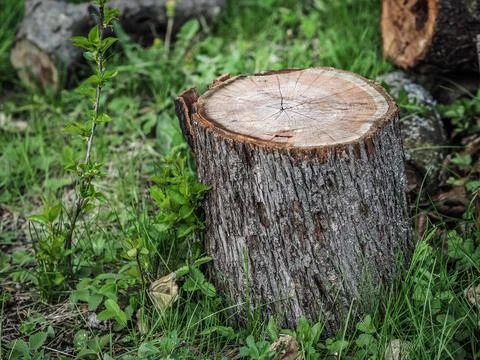Tree stump in the forest. Stock Photos