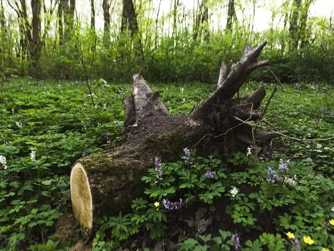 Tree stump in the forest Stock Photos