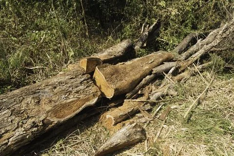 Tree stump in the forest. Uprooting of stumps in the woods. A stump with it.. Stock Photos