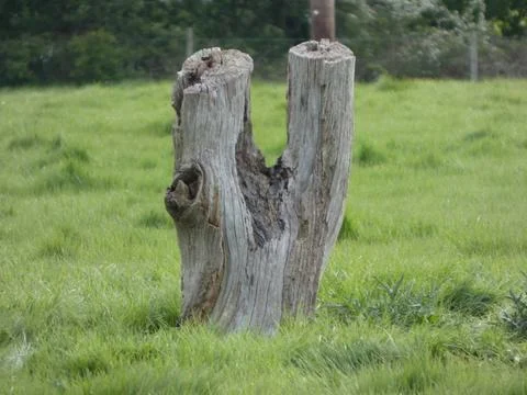 Tree Stump (Forked) Stock Photos