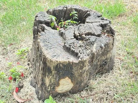 Tree stump framed by grass Stock Photos