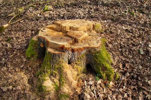 Tree stump of a fresh cut tree Stock Photos