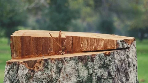 Tree Stump Freshly Cut 1 Stock Footage 71855321