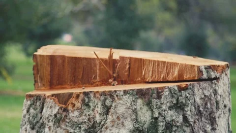 Tree Stump Freshly Cut 2 Stock Footage 71849749