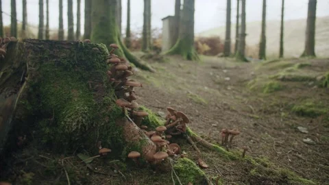 Tree stump with fungi Stock Footage 203905286