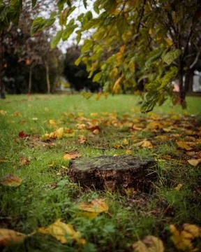 Tree stump in a garden during fall Foto stock