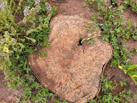 Tree stump in the garden Stock Photos