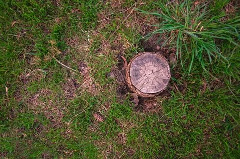 Tree stump on grass background Stock Photos