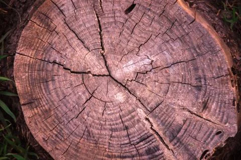 Tree stump on grass background Stock Photos