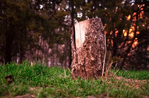 Tree stump on grass background Stock Photos