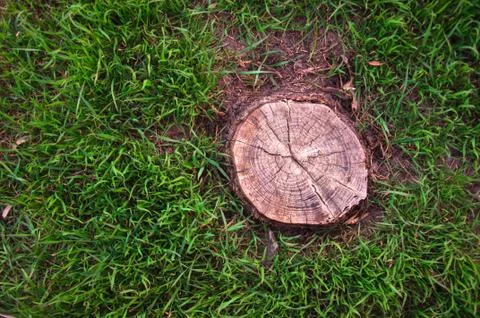 Tree stump on grass background Stock Photos