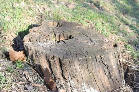Tree Stump in the Grass Stock Photos