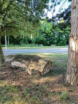 Tree stump on grassy roadside Фото