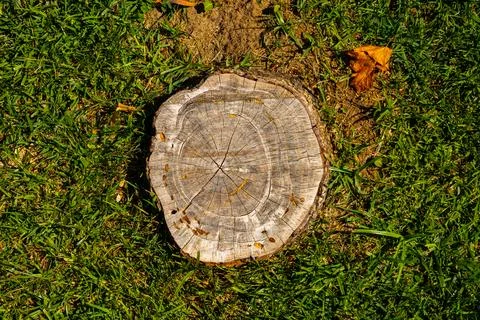 Tree Stump on Green Grass Stock Photos