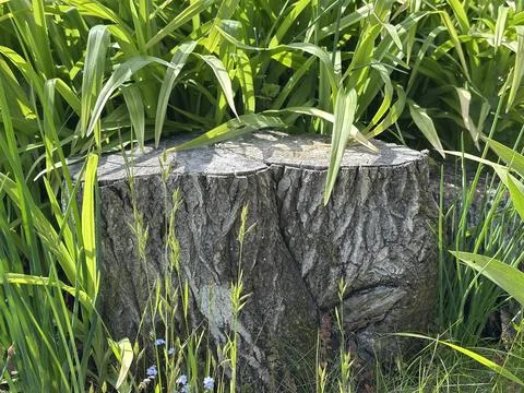 Tree stump in green grass Stock Photos