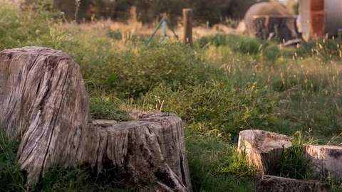 Tree stump on green landscape Stock Footage 94884736