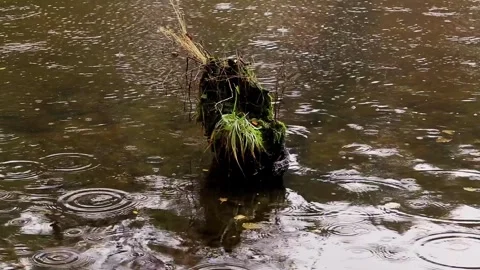 Tree stump with green moss and dry grass emerges from murky brown water Stock-Footage 329212648