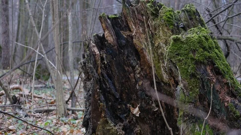 Tree Stump With Green Moss In Late Autumn Forest Panning Slider Shot. Stock Footage 121252183