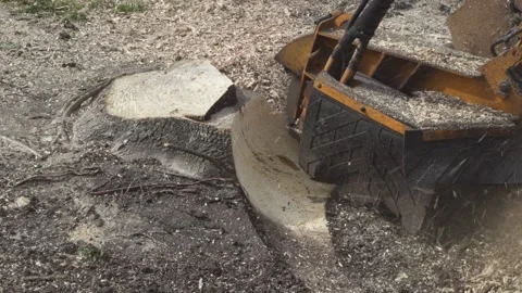 Tree Stump Grinding Stock Footage 302294255