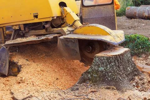Tree stump grinding process in forested area during daylight hours with sawdust Stock Photos