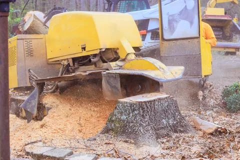 Tree stump grinding using heavy machinery in wooded area during works day Stock Photos