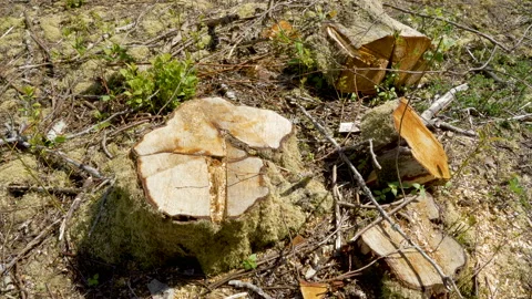 The tree stump on the ground in the forest Stock Footage 138557477