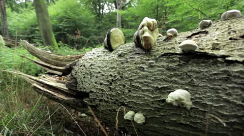 Tree stump on the ground in a green forest with mushrooms 2 Stock Footage 36667512