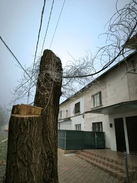 A tree stump is on the ground next to a building.  Stock Photos