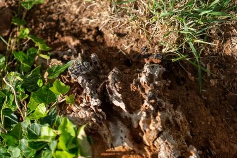 Tree stump on the ground Stock Photos