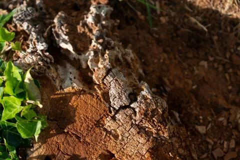 Tree stump on the ground Stock Photos