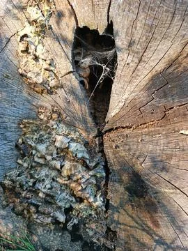 Tree stump with hole and spider web Stock Photos