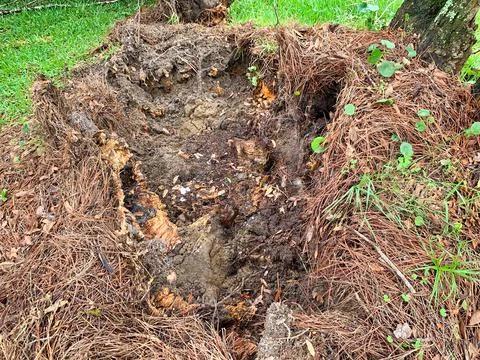 Tree stump hole in the ground Stock Photos