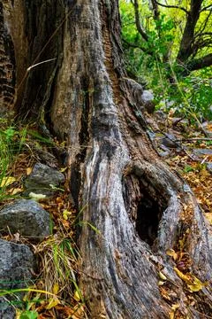 Tree stump with hole in it Stock Photos